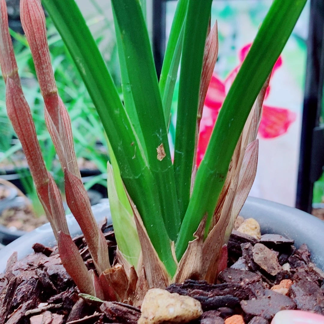 当前无花栽培后可以开花