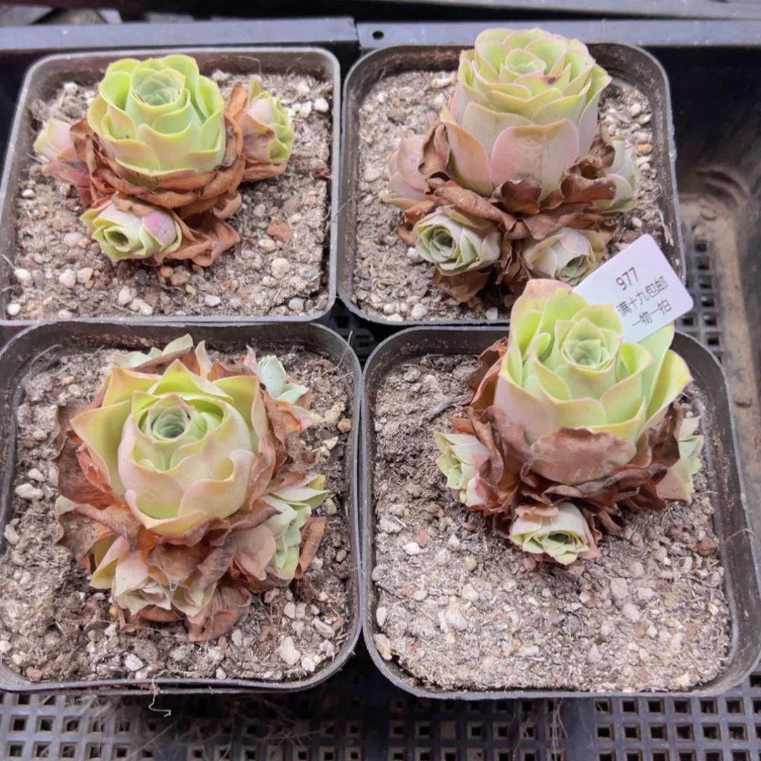 977 侧牙掉了不包损无售后