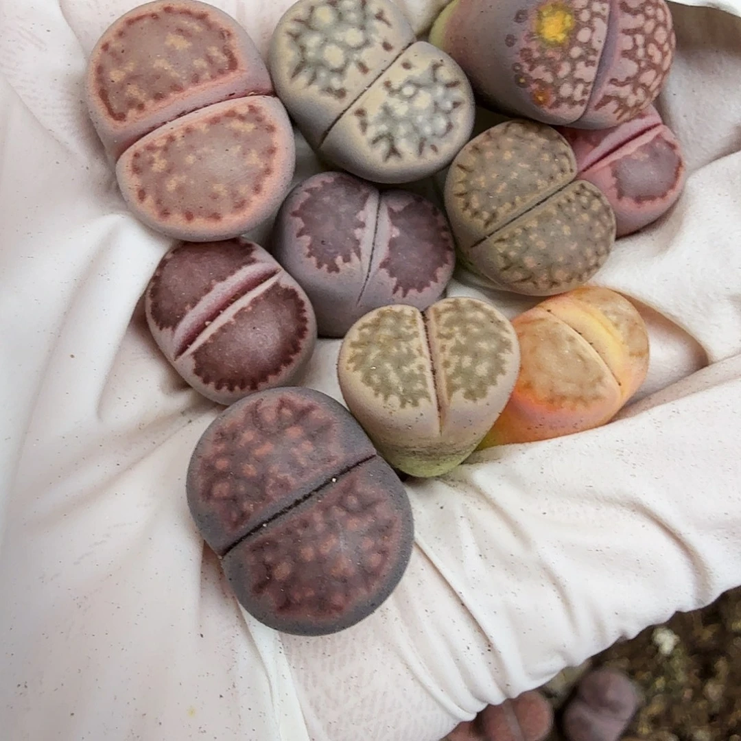 是你给她讲好没有呀412我