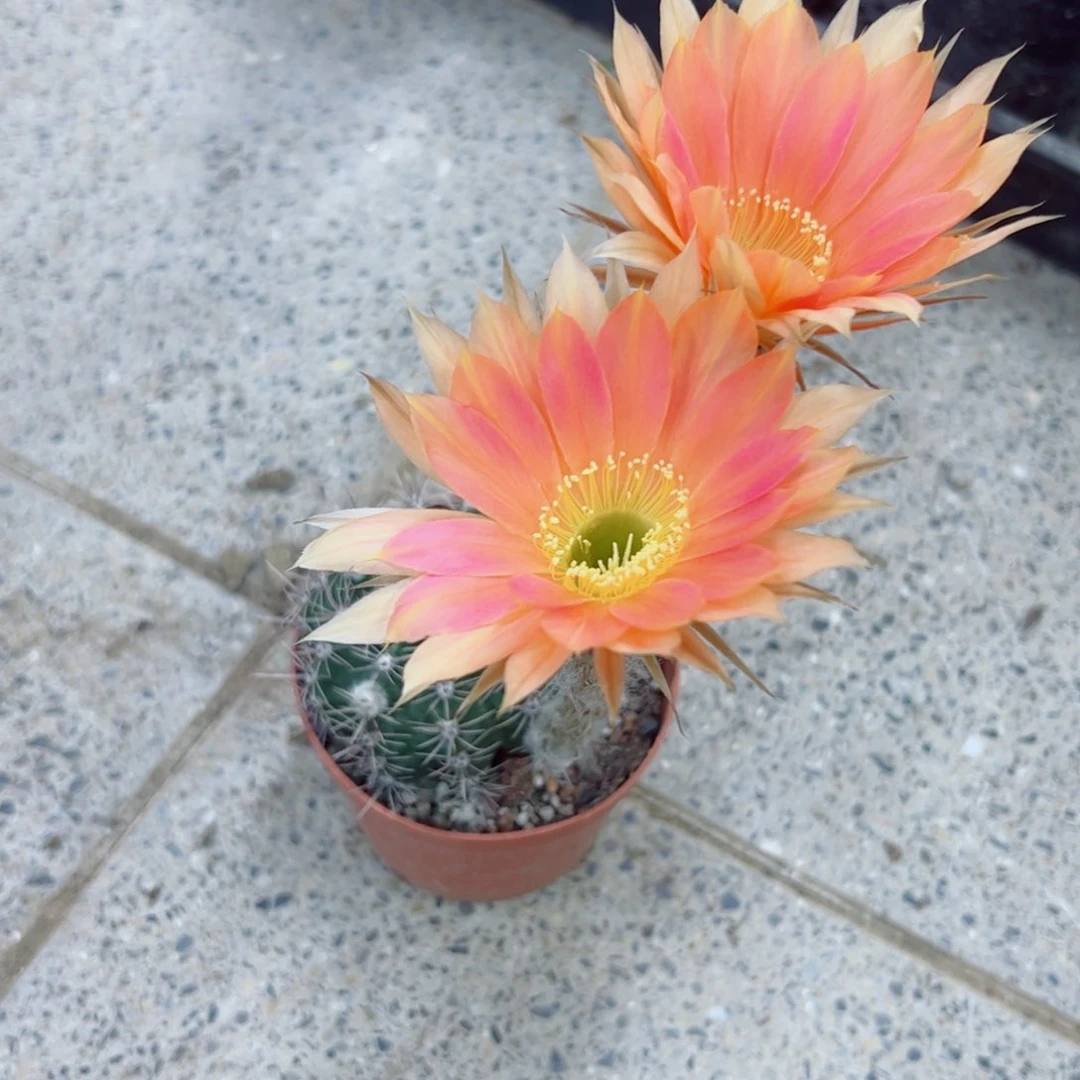 下69彩草根斑点歪掰花脱土发货20包邮