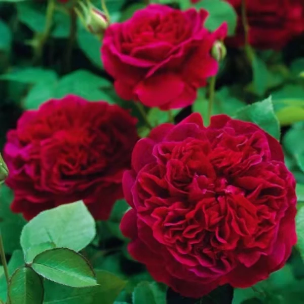 莎士比亚 特大苗开花月季藤本