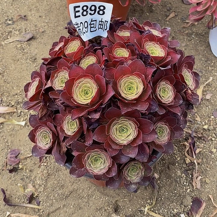 多肉魅金玫瑰898多头