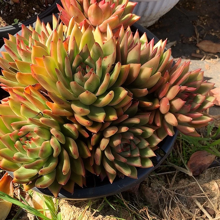 美肉特价活动开始啦