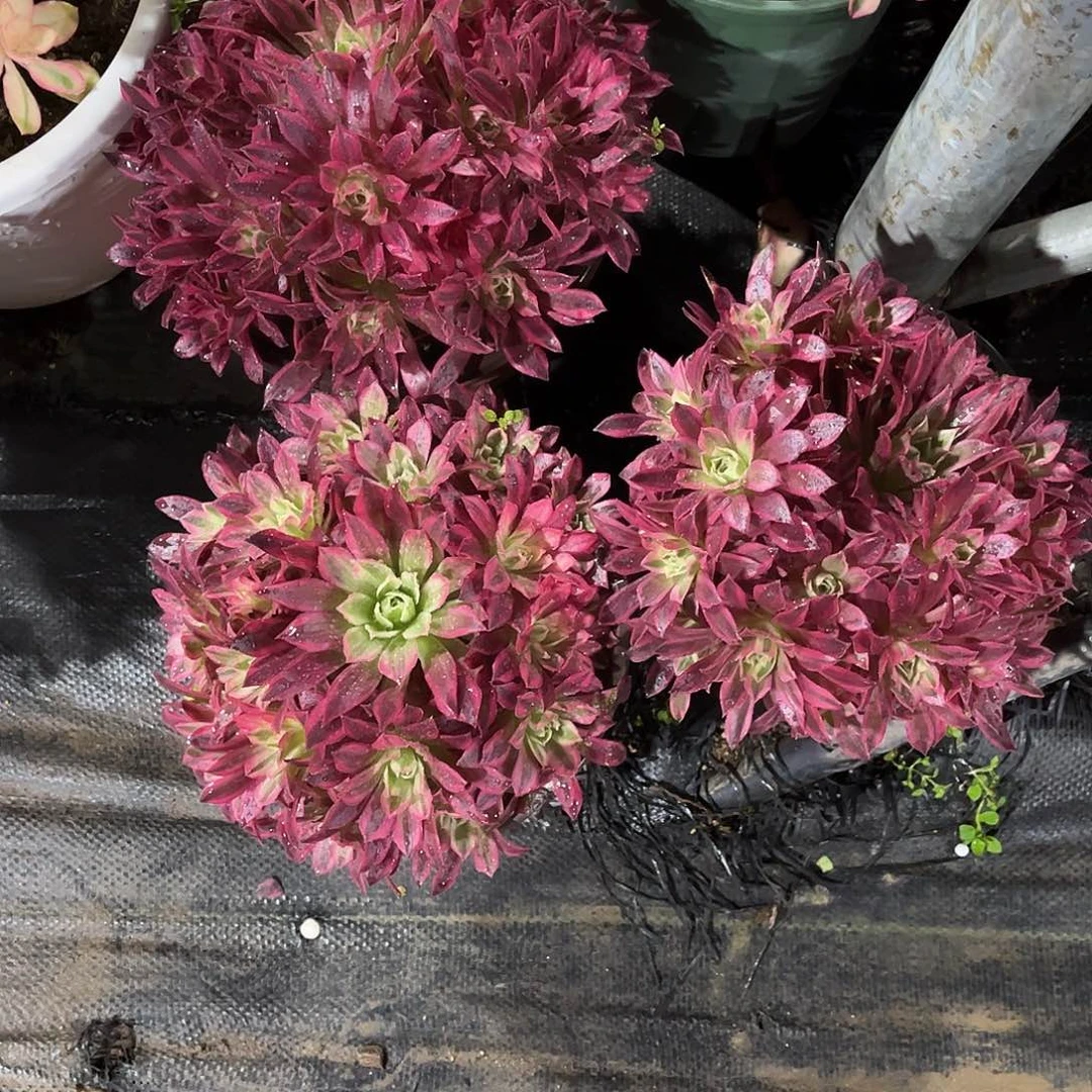 凤凰锦法师多肉植物