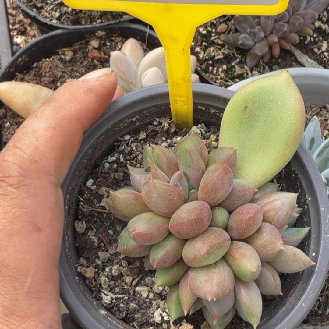 红象牙多肉植物926