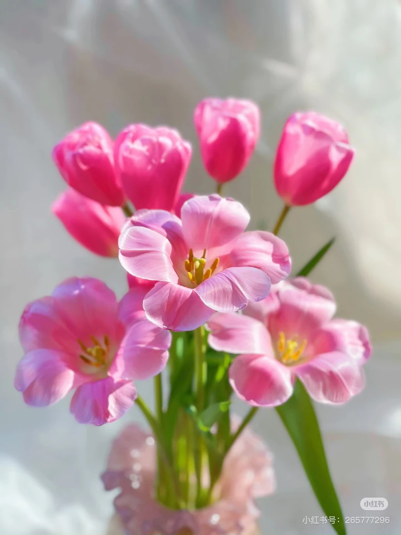 【花甜悦夏优选】巨人粉郁金香鲜花（百分之十不售后3个订单包邮）