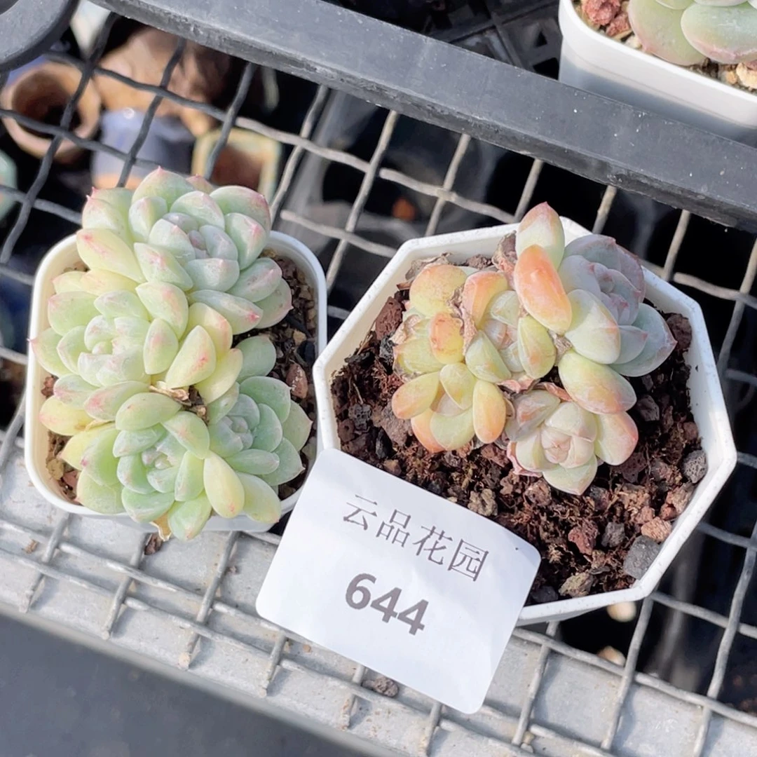 妙***佳644号糖心冰心珍妮2