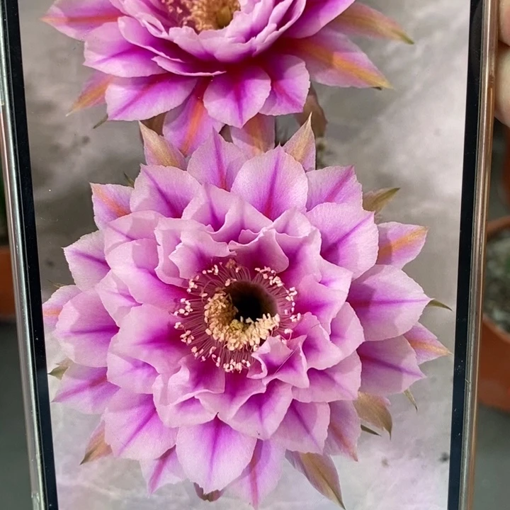 香香新一路莲花侧芽3公分左右