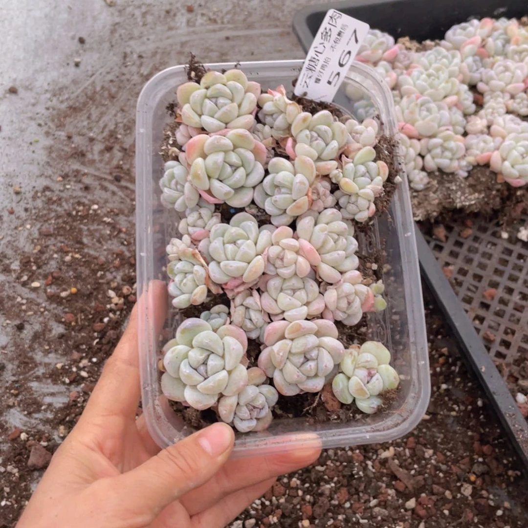 云糖心多肉植物567