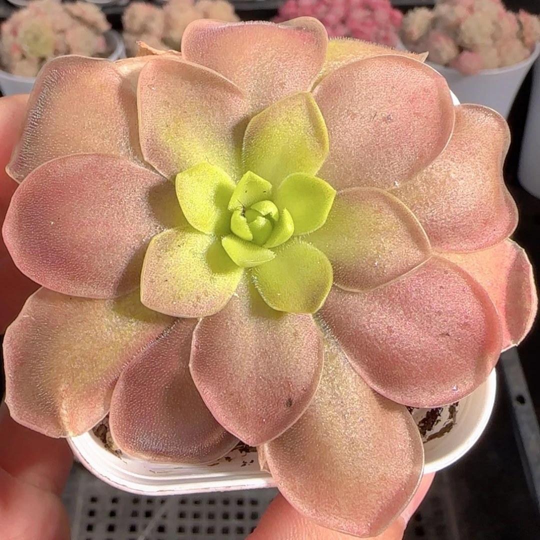 多肉0101-121赛题捕虫堇