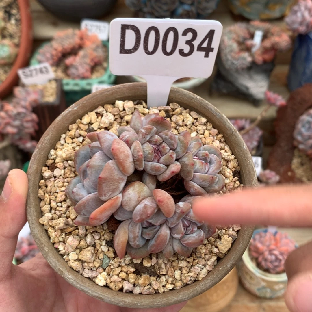 D0034 星影群福利 有砍 7cm