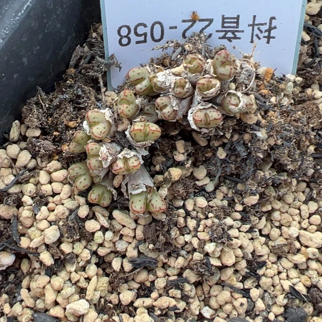 22-58量拍海伦娜一群