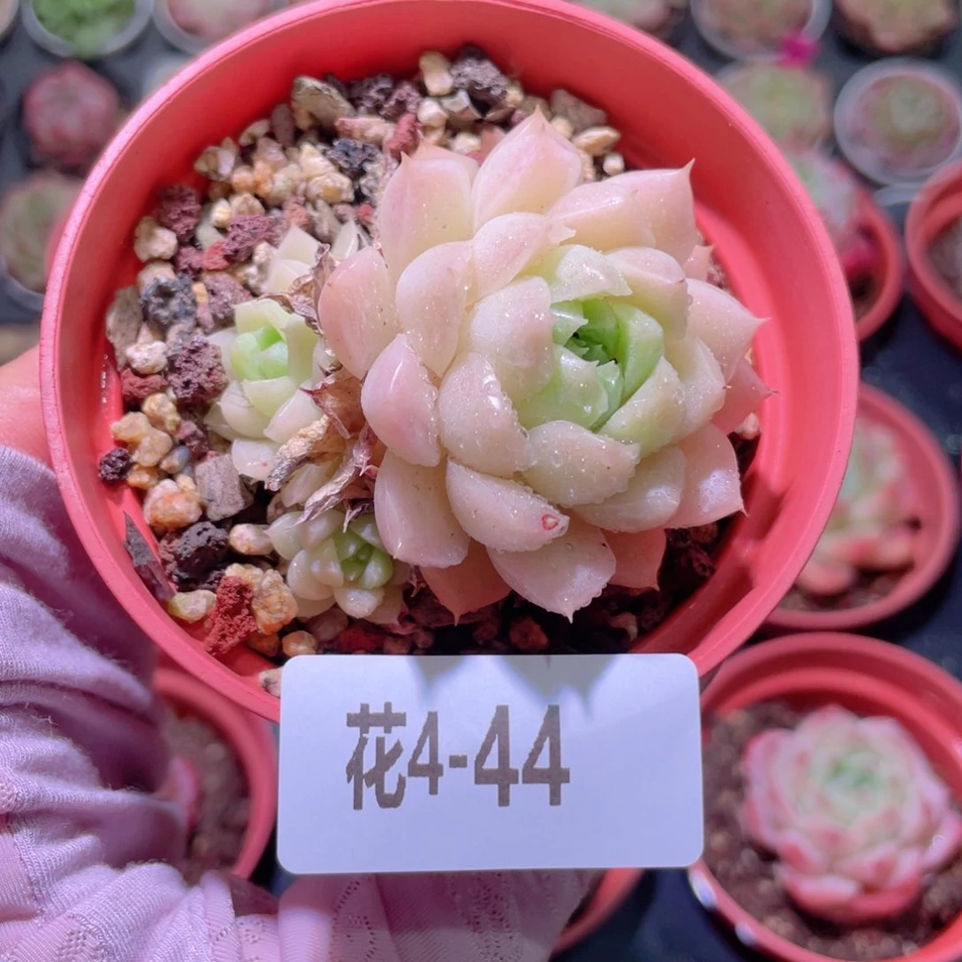 花利美4-44麦秆带仔