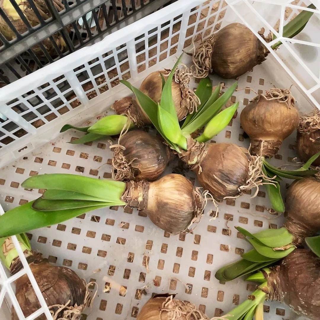 直播间神奇一个包邮