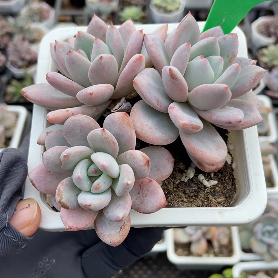 1915星星雪多肉植物多肉