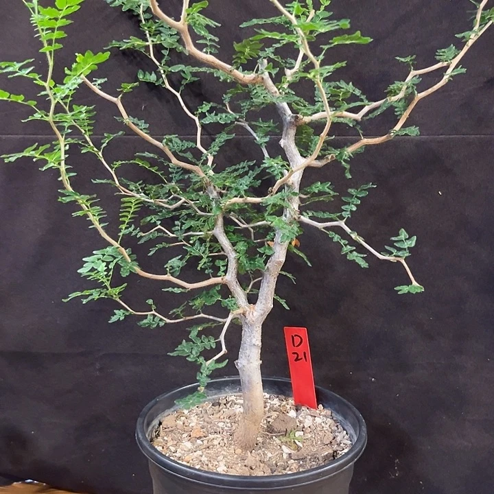潮流植物滔天橄榄