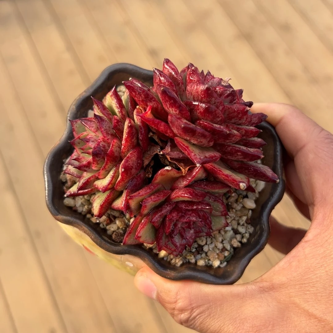 多肉一物一拍0118-牛肉丝锦