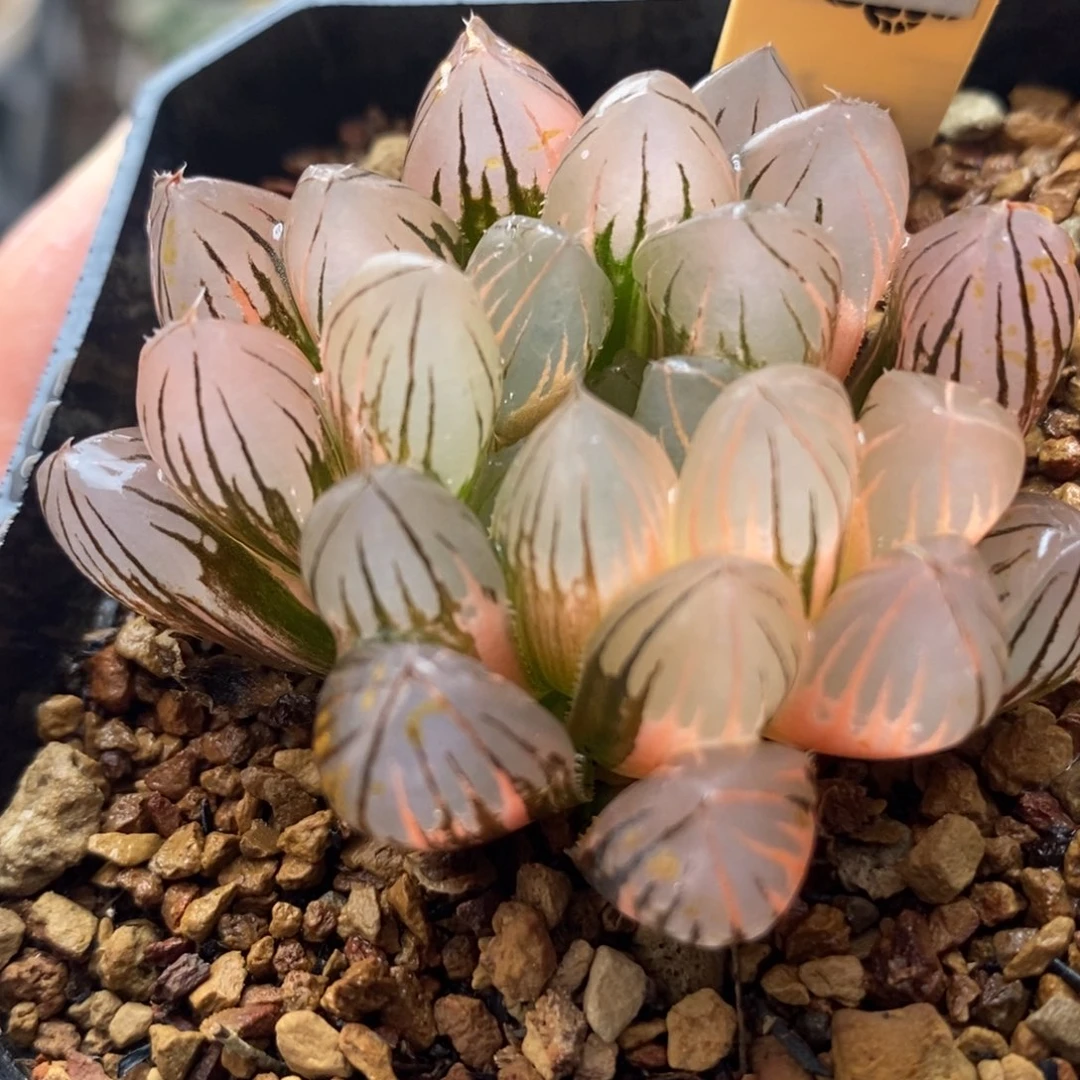 286霓虹灯玉露锦一物一拍