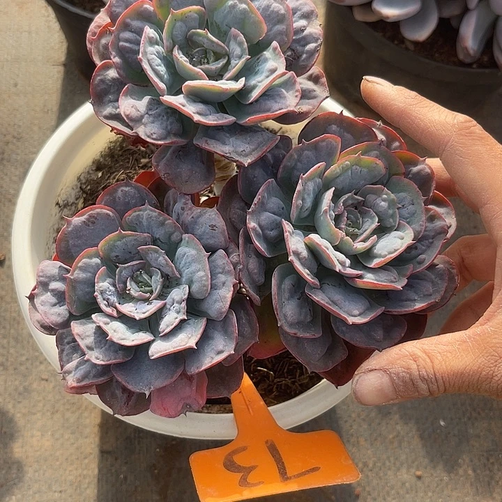 两单包邮，一物一拍73星之月