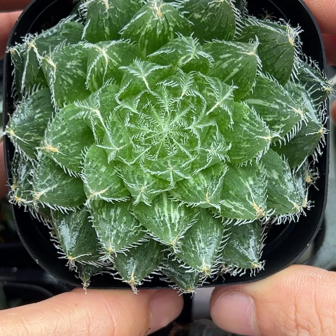 95塞米维娅玉露锦一物一拍