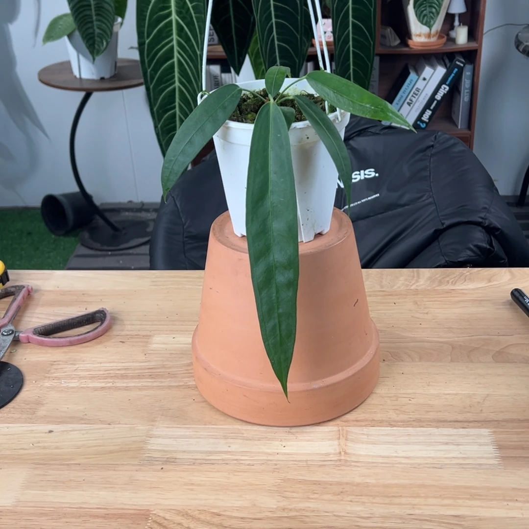 完全开放温蒂叶长25