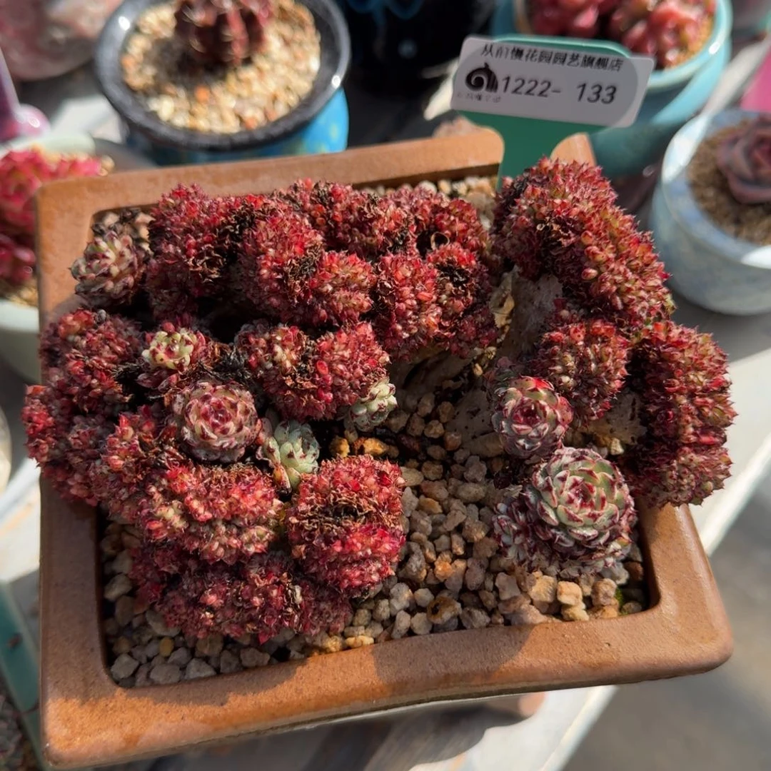 从前慢多肉精选编号1222.133