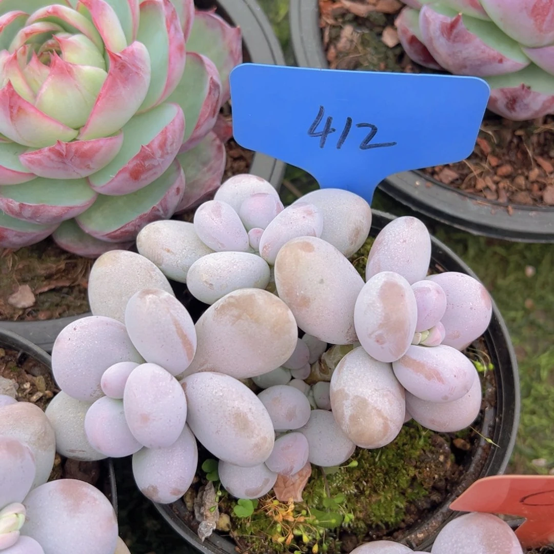 福利来了来了打个卡吧