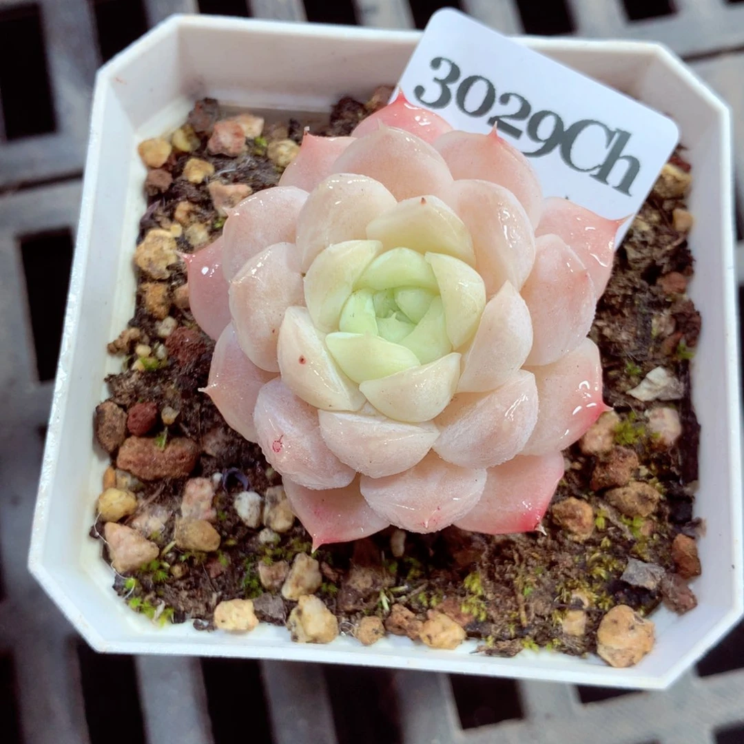 5厘米盆精控多肉3029