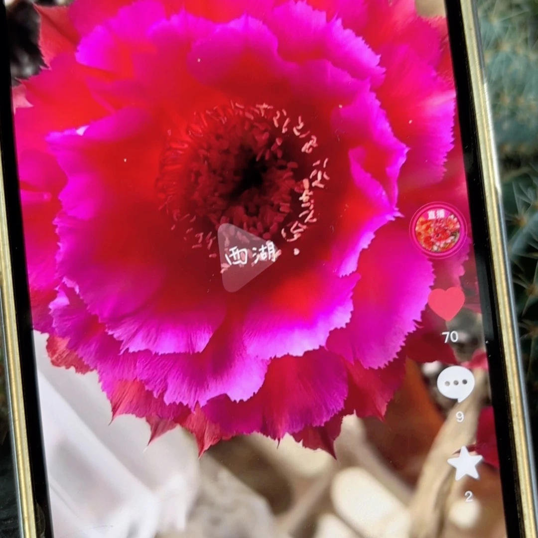 热加彩侧牙20包邮仙人球18