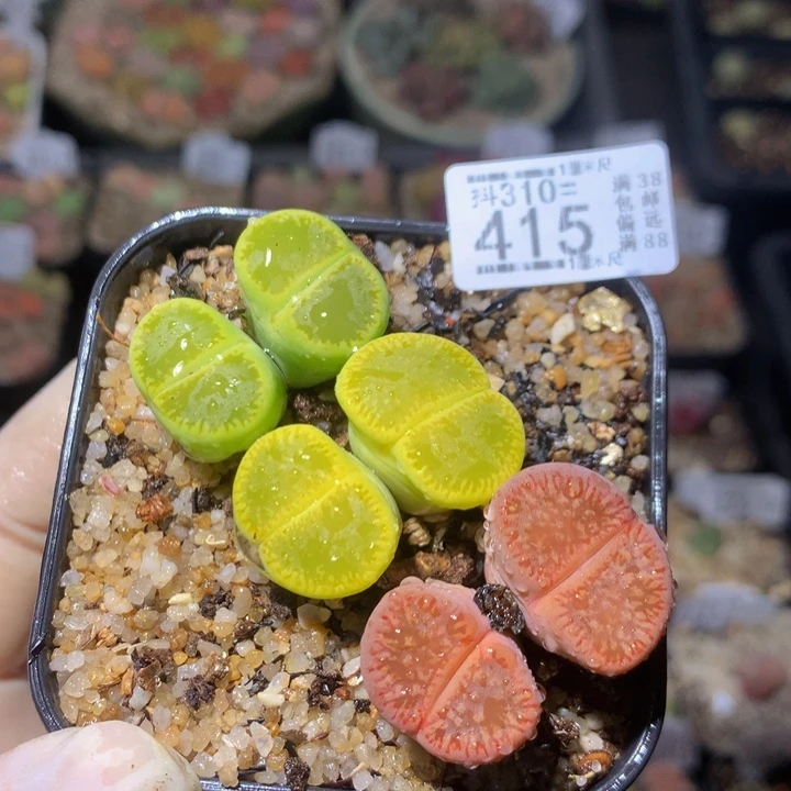 精品生石花310.415