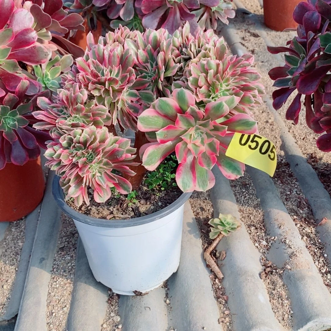 粉女巫缀多肉法师0505