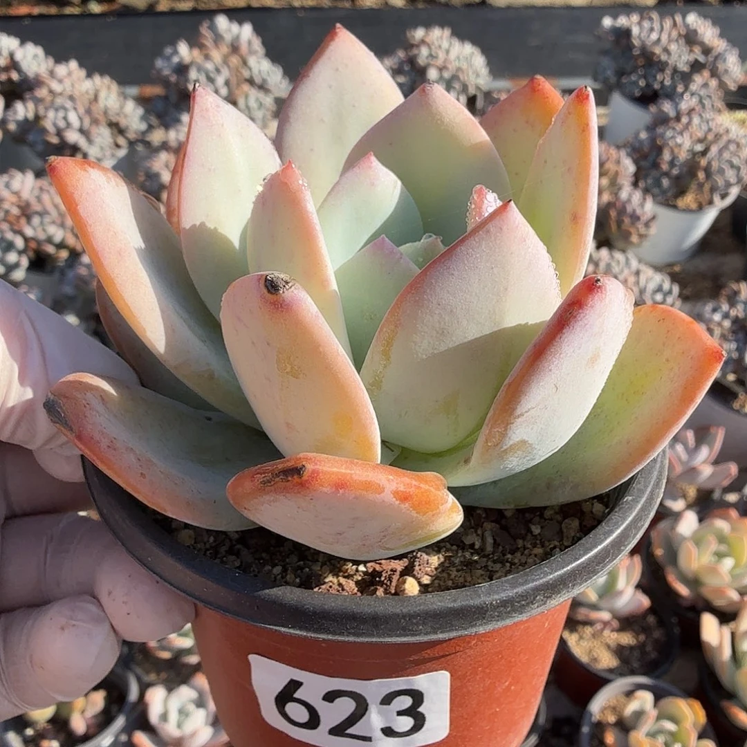 623九公分糯米茶满20包邮