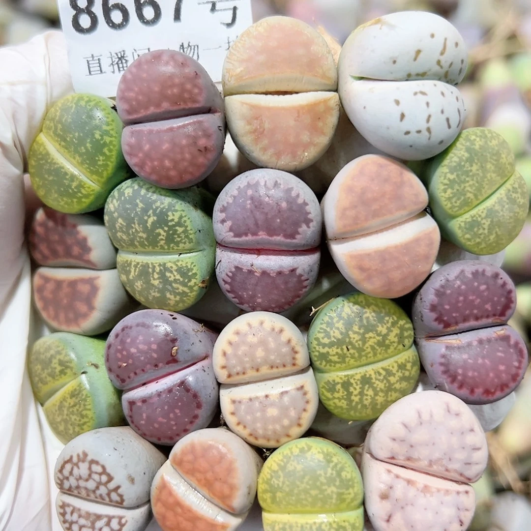 8667 好养易活生石花大母本18个