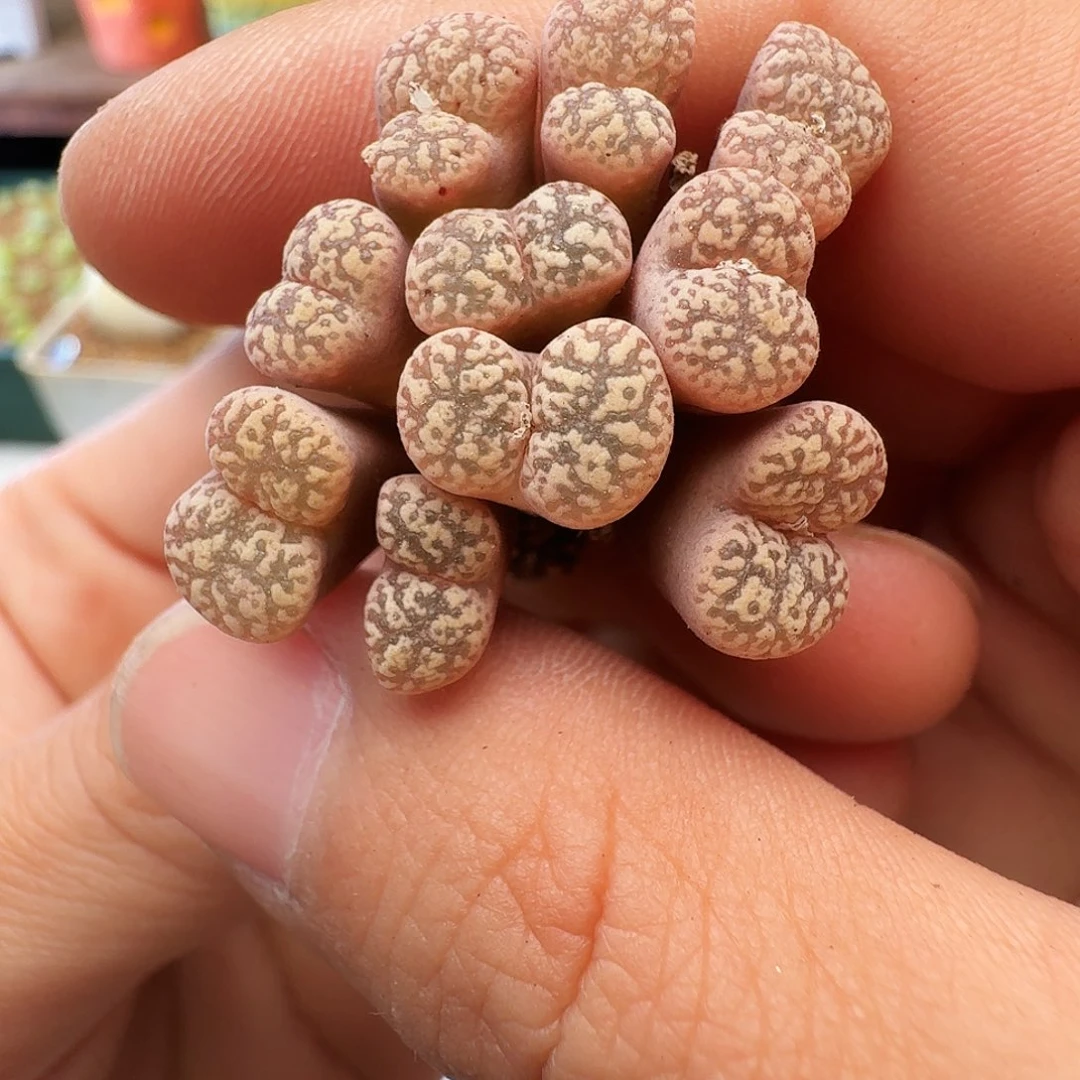 多肉植物福利风铃373