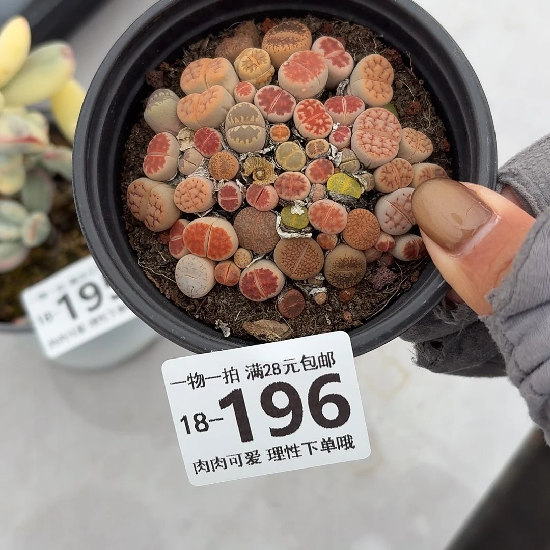 生石花无盆土发货