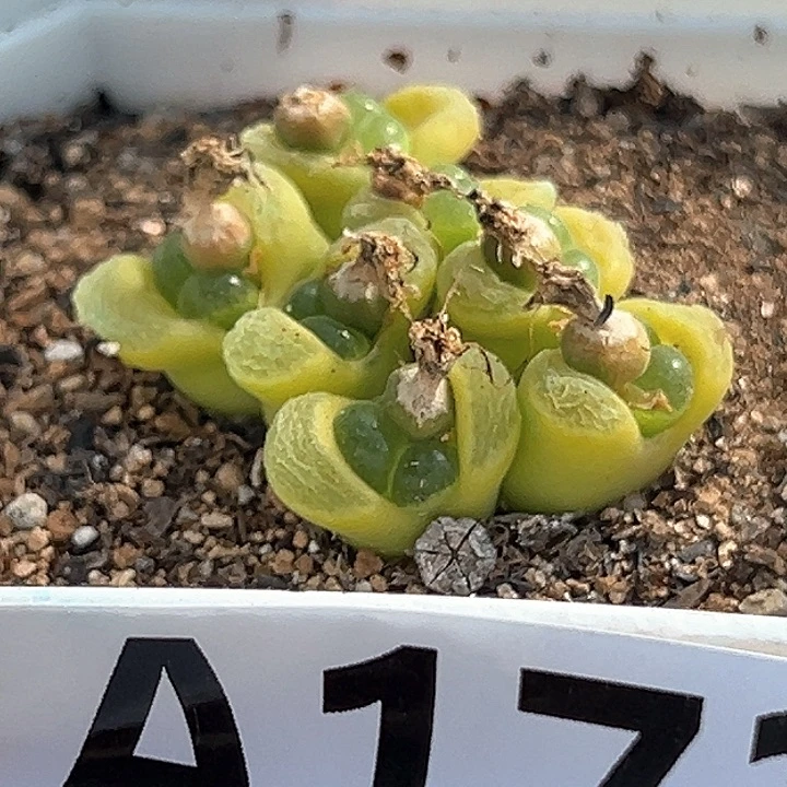 173号极窗风铃多肉