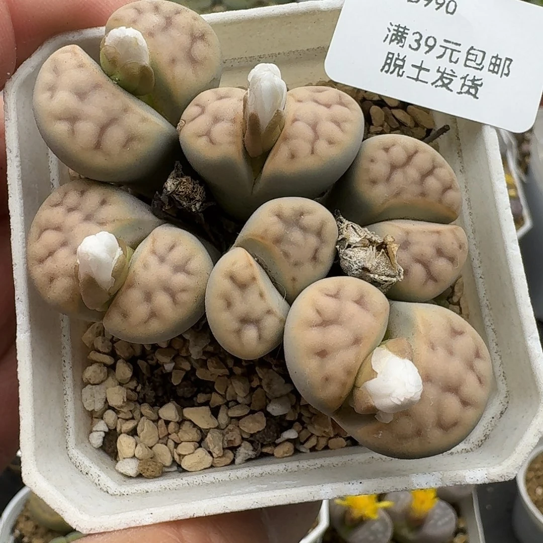 990多肉hhhhhhh h