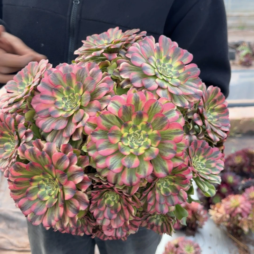 精品沙皇法师25cm 以上