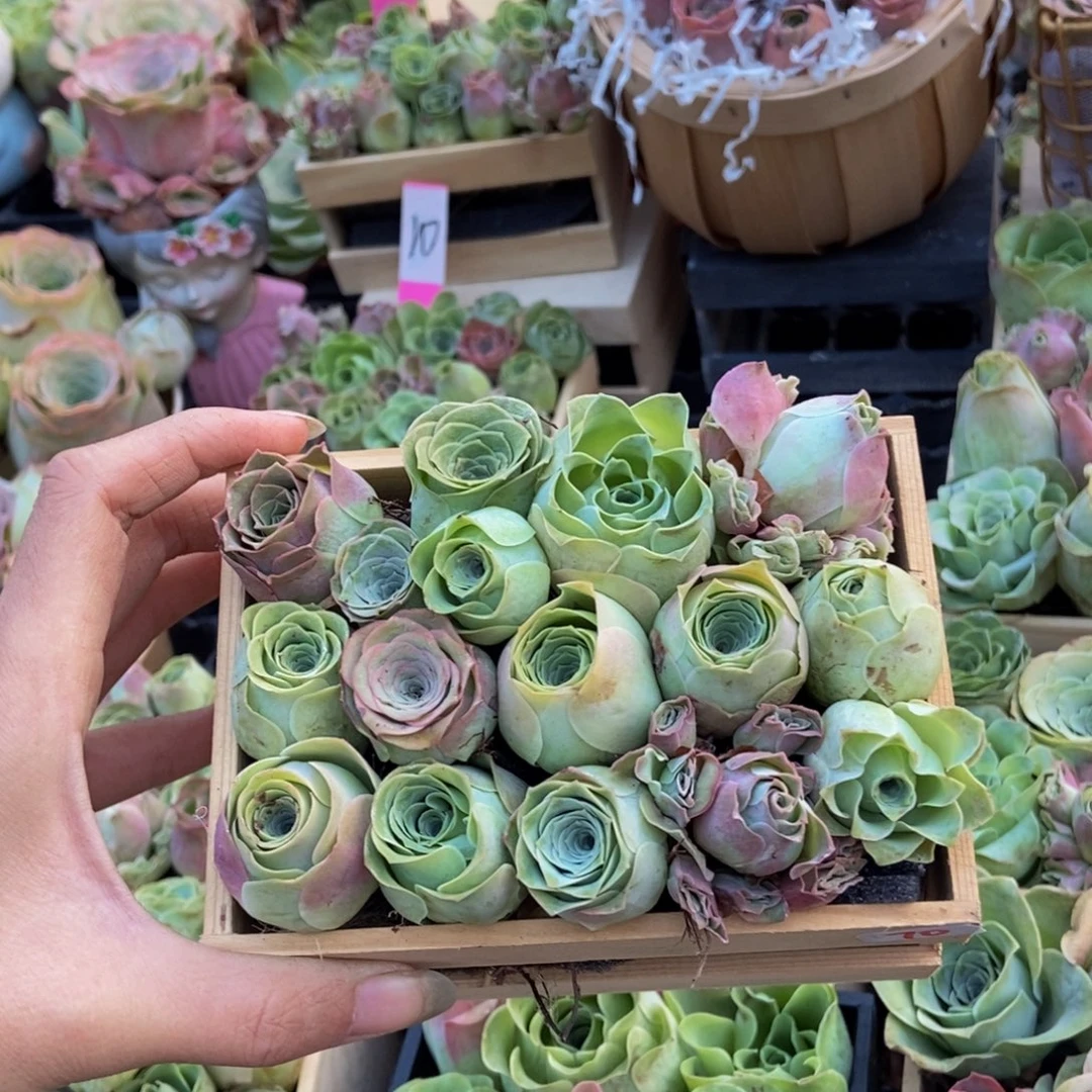 @***）多肉植物山地玫瑰70号木盒