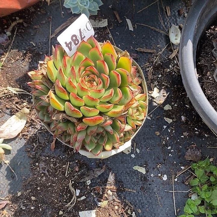 馨***远784萤火虫多肉植物