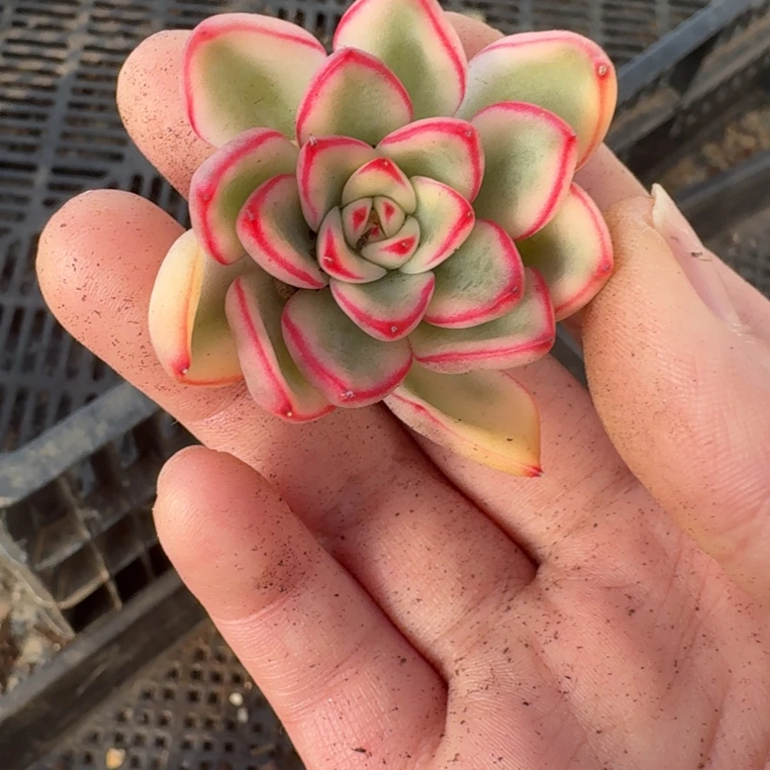 妍***妍福袋雪花和牛一物一拍