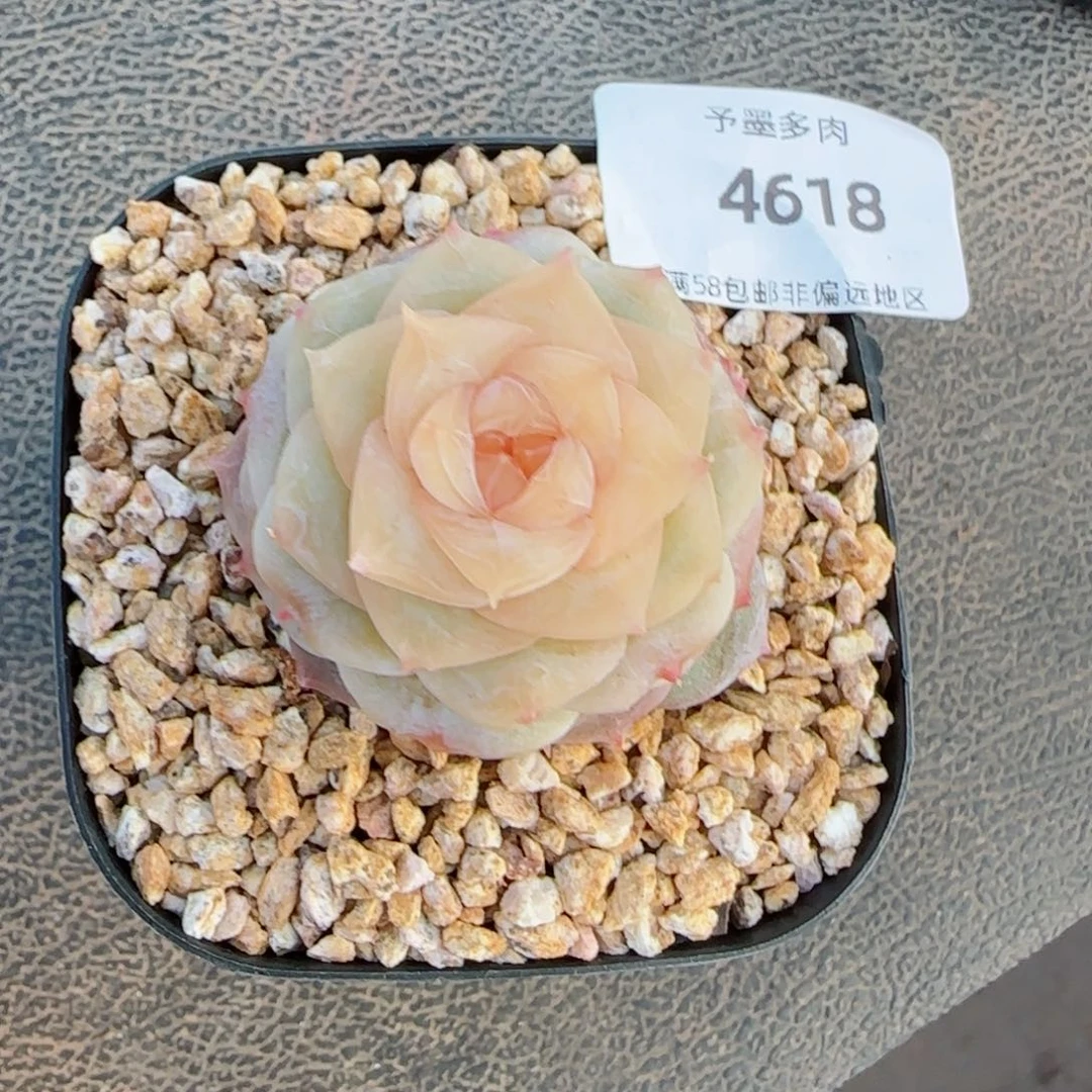 童话,4618多肉植物