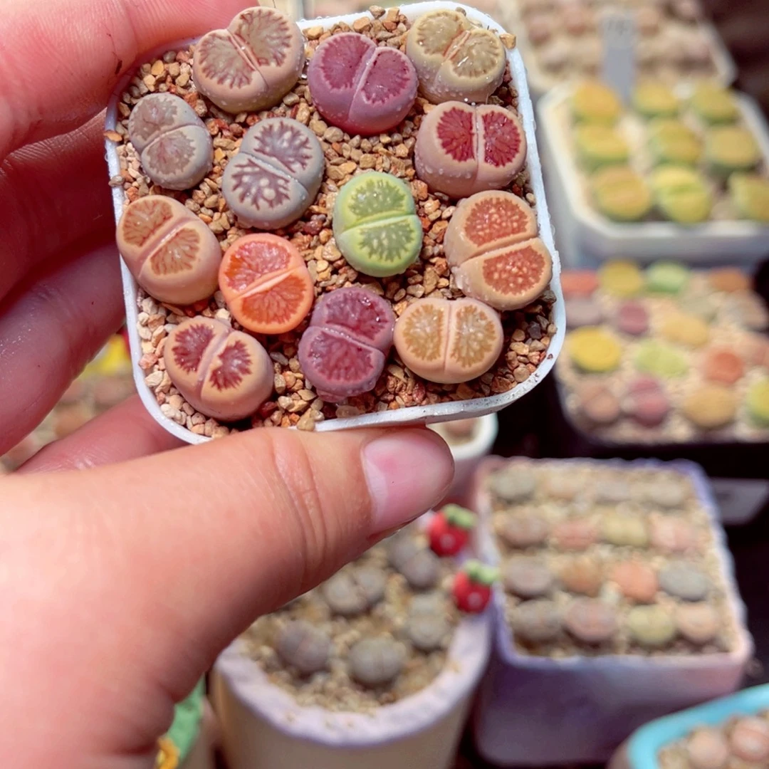 291号带盆盆包邮发货