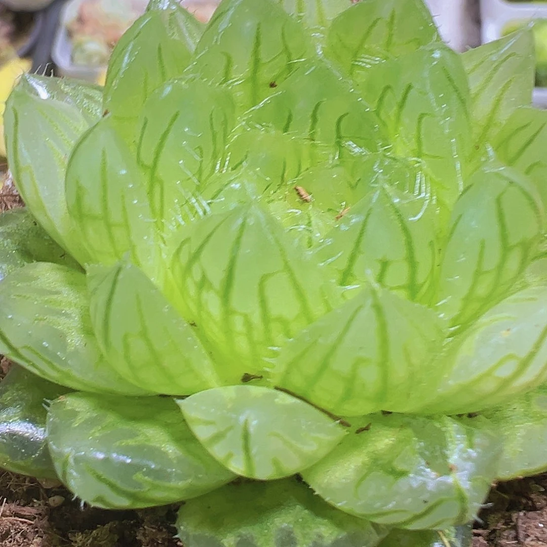 樱水晶带盆带土19包邮