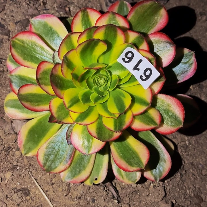 616宽锦奶白多肉植物处理不售后