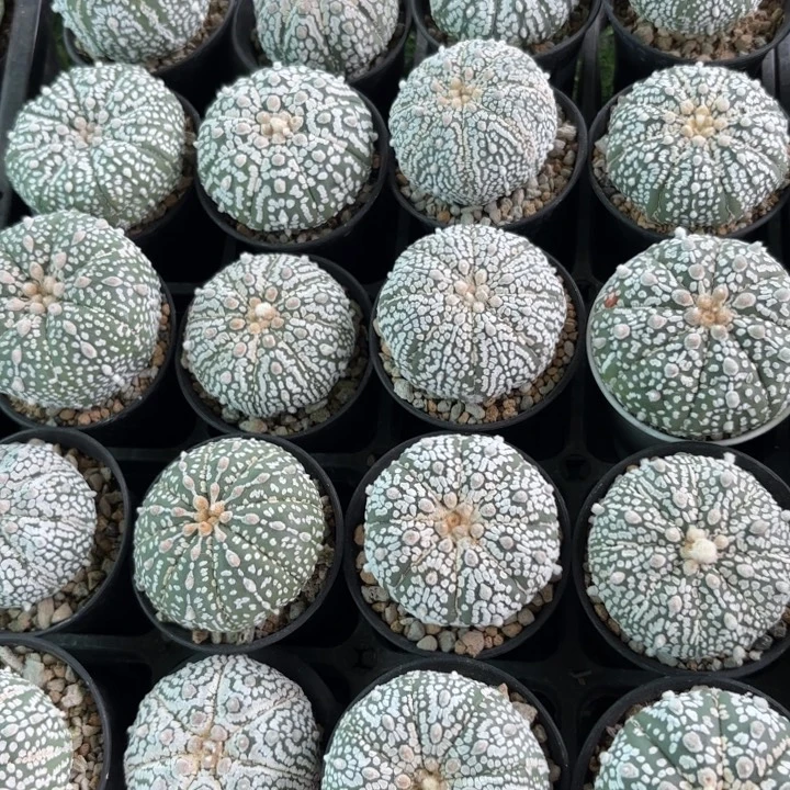 四个福利款好养皮实