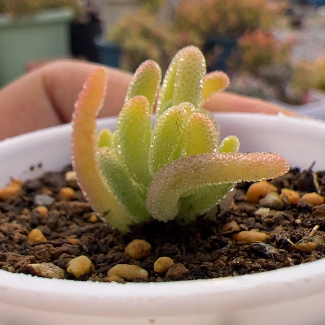 多肉植物枝干红叶黄锦