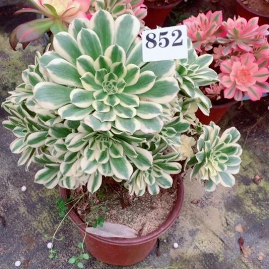多肉植物迈巴赫852
