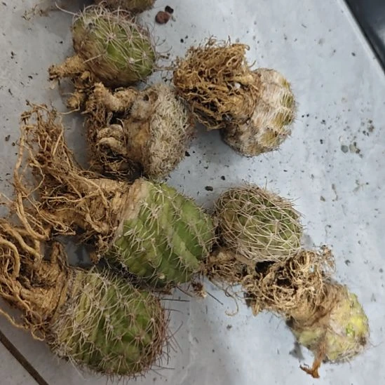 丽花属仙人球,实生播种带大