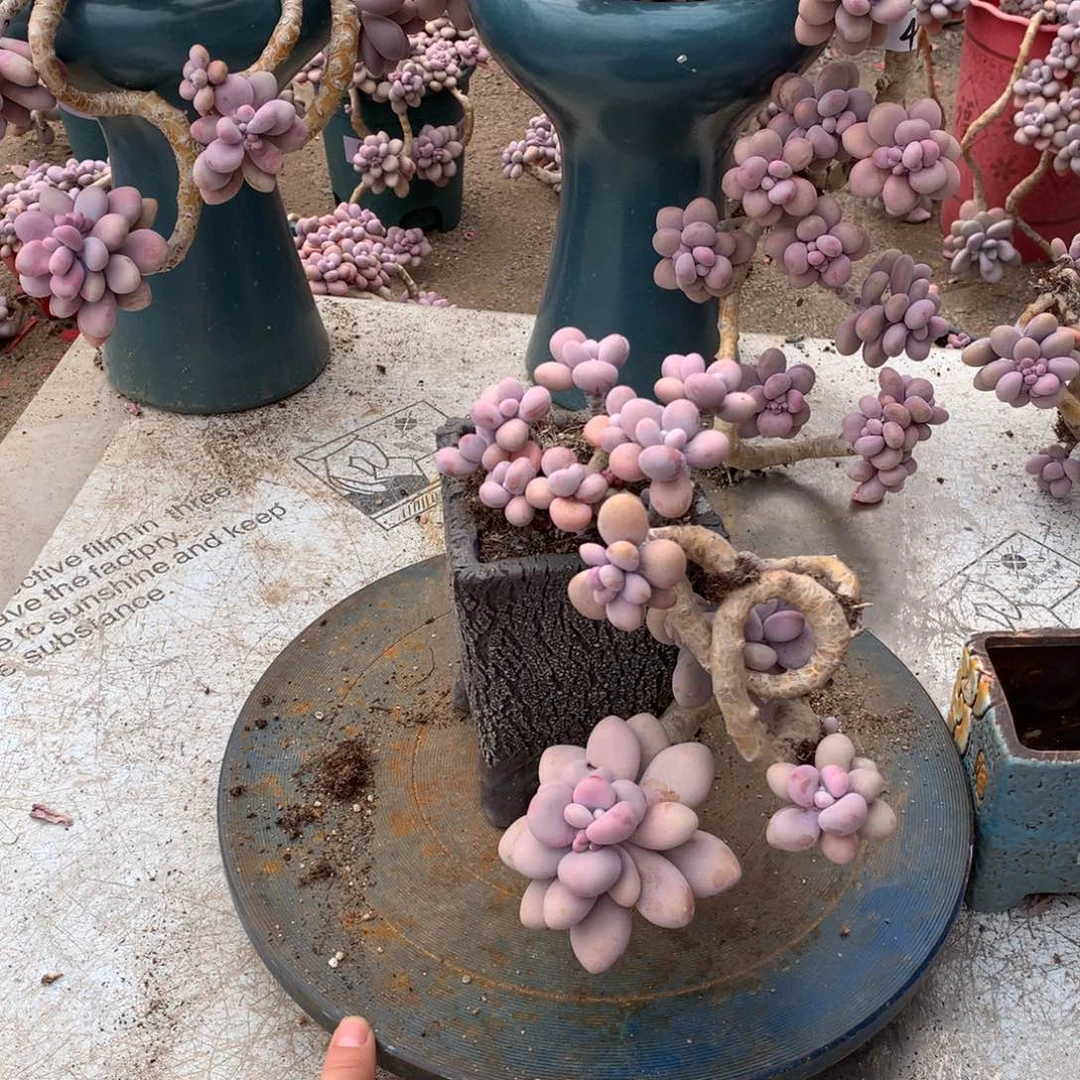 桃蛋老桩19号不带盆